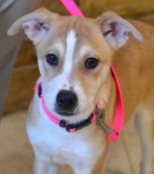 PIPPA - Jack Russell Terrier for adoption in Southaven