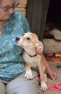 Pippa - Photo 3
