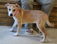 Pippa - Photo 4