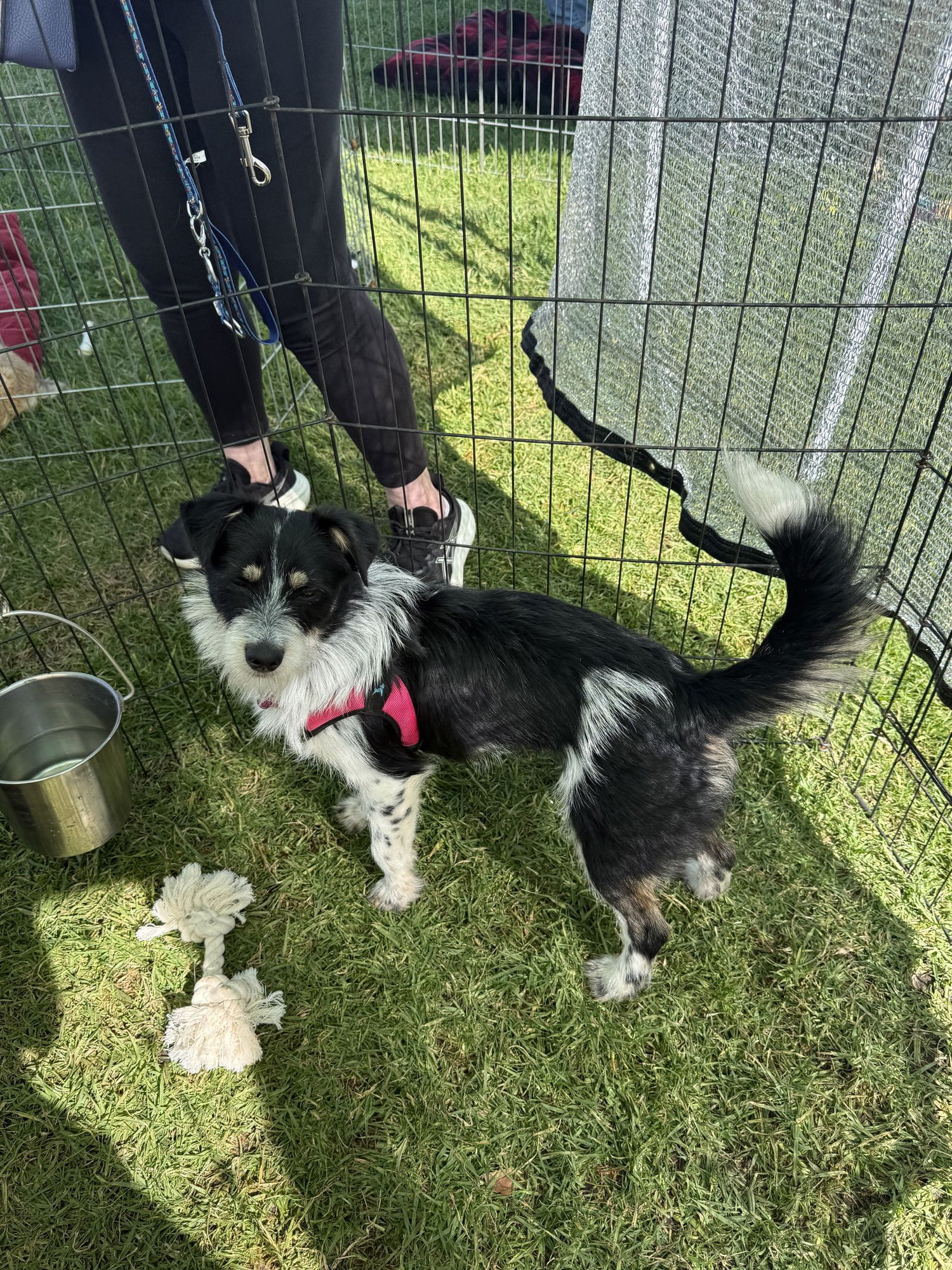 JESSIE AKA LIBBY - Parson Russell Terrier / Jack Russell Terrier (Parson Russell Terrier) available for adoption