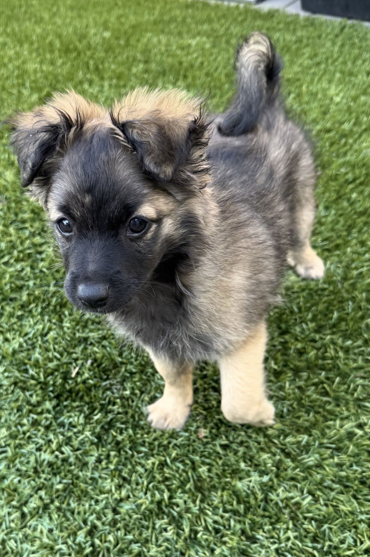 JENNY - Terrier available for adoption