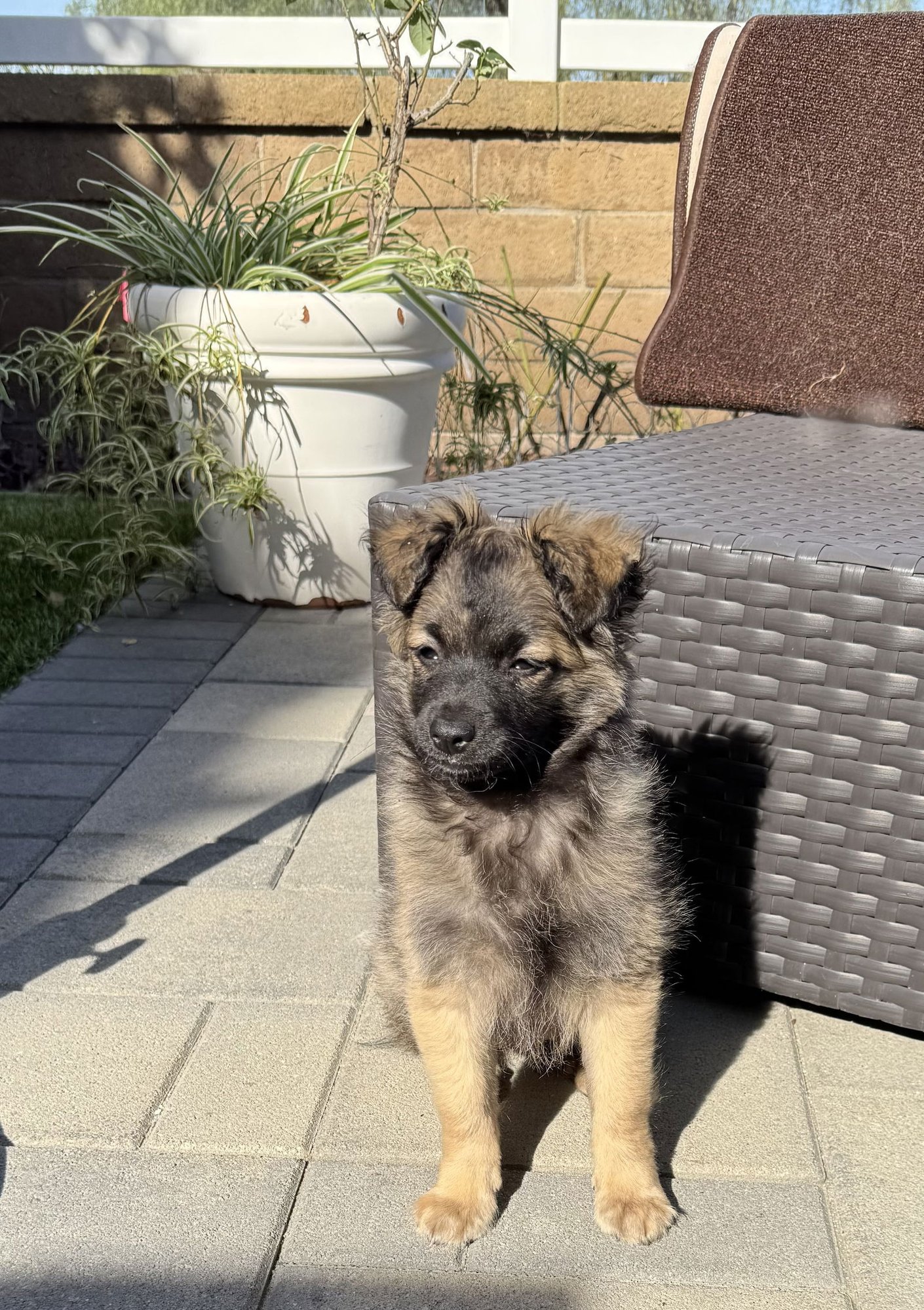 JENNY - Terrier available for adoption