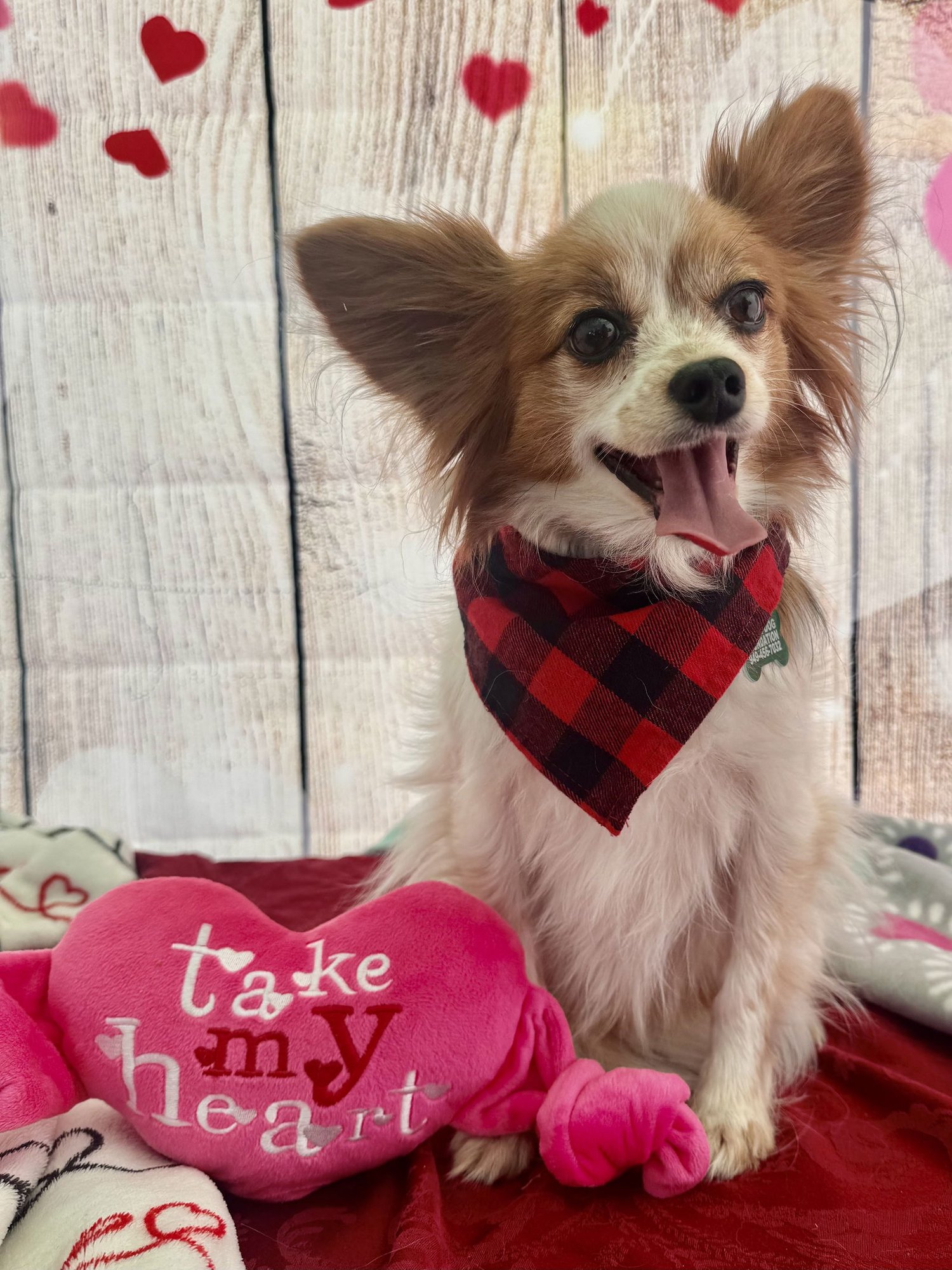 RUSTY - Papillon available for adoption