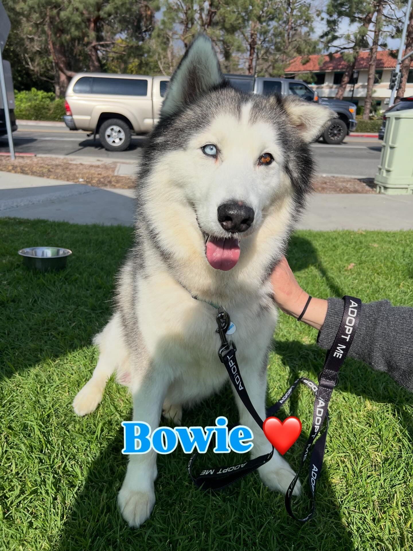 BOWIE - Husky available for adoption