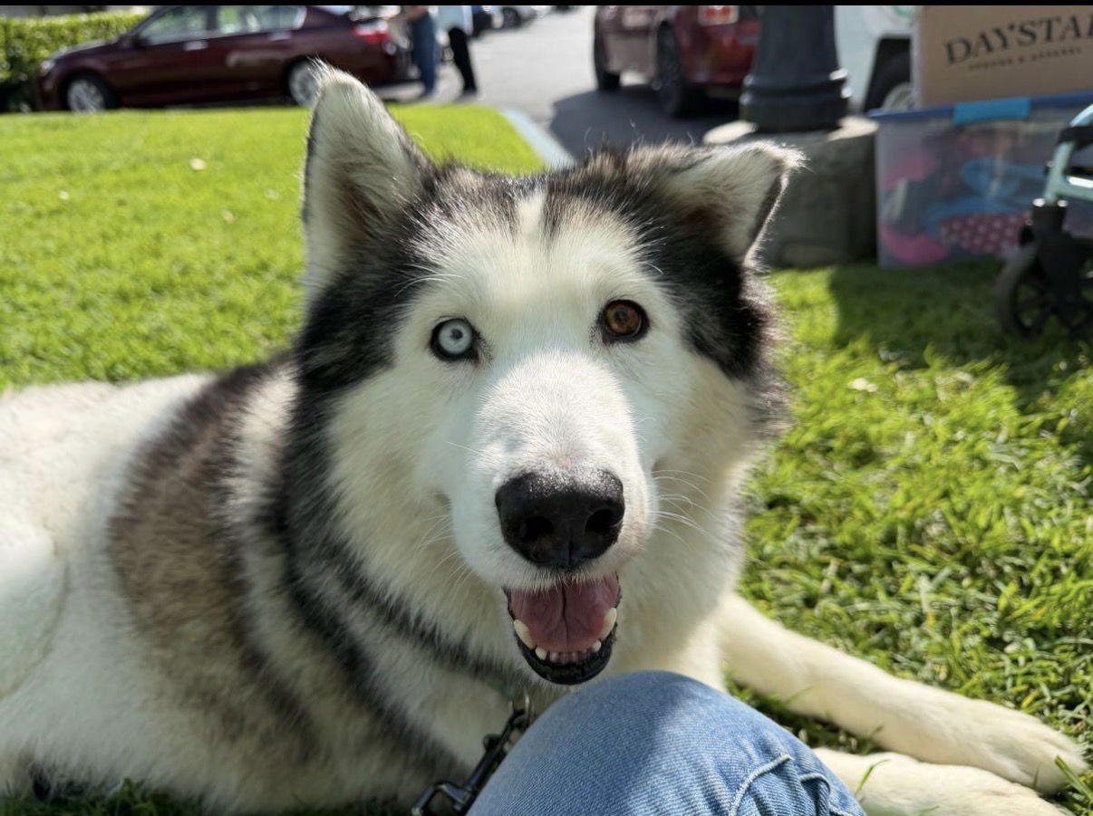 BOWIE - Husky available for adoption