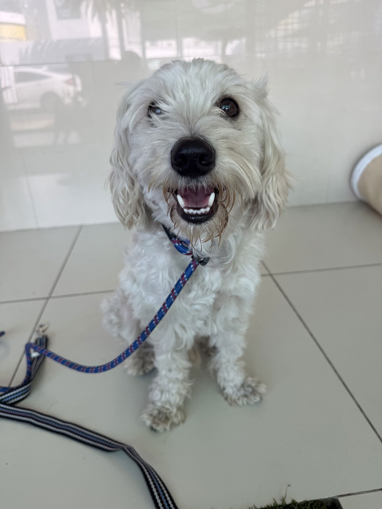 BENTLEY - Poodle (Miniature) / Cockapoo available for adoption