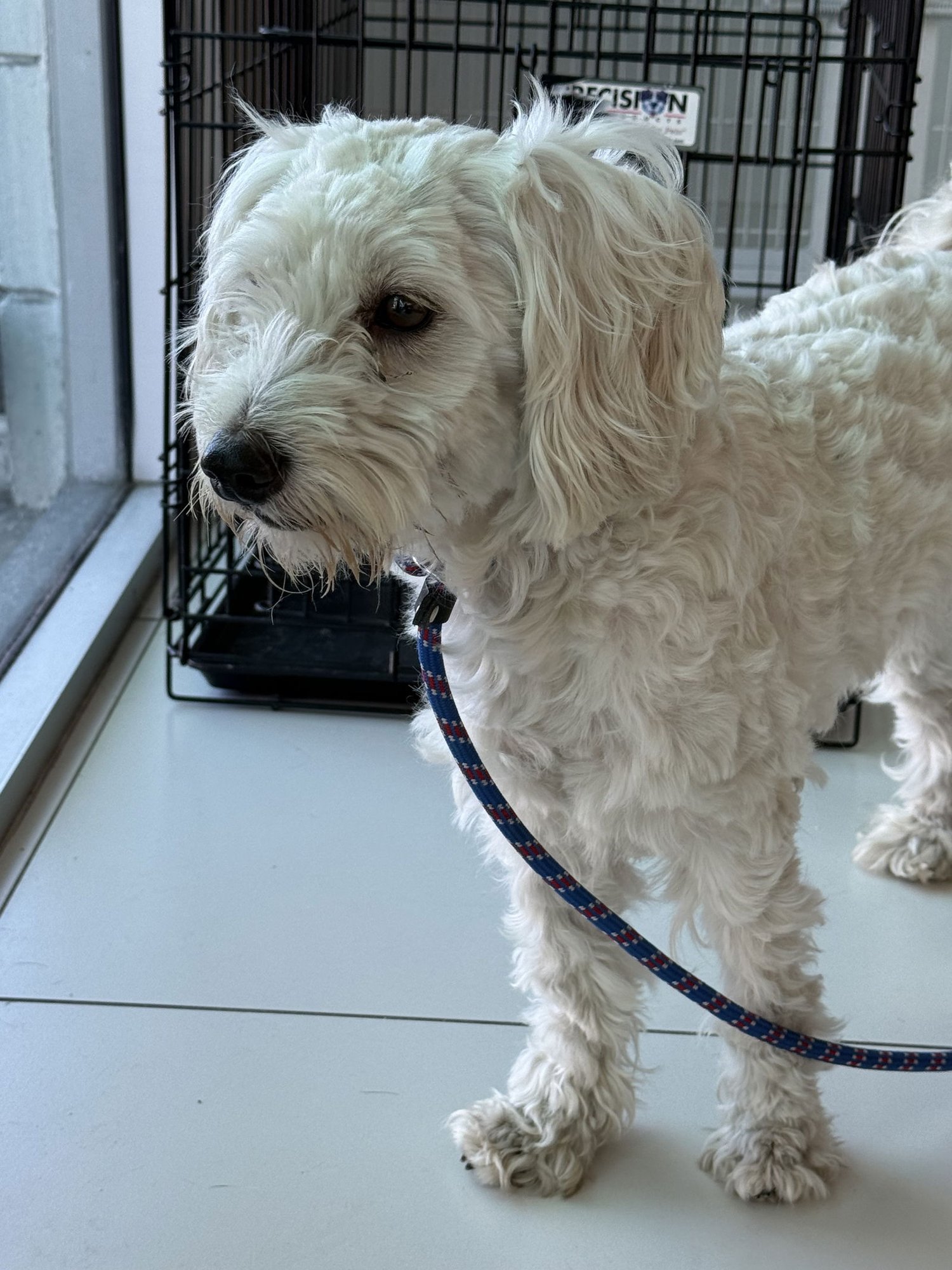 BENTLEY - Poodle (Miniature) / Cockapoo available for adoption