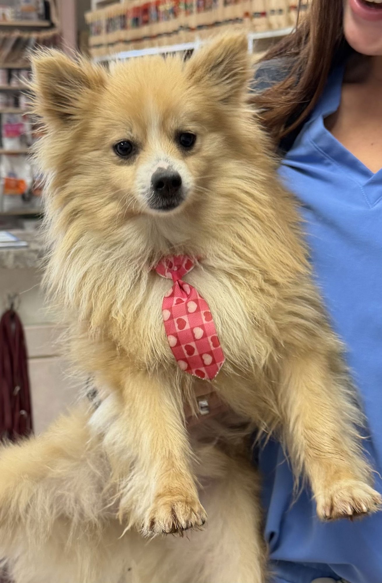 POM CRUISE - Pomeranian available for adoption