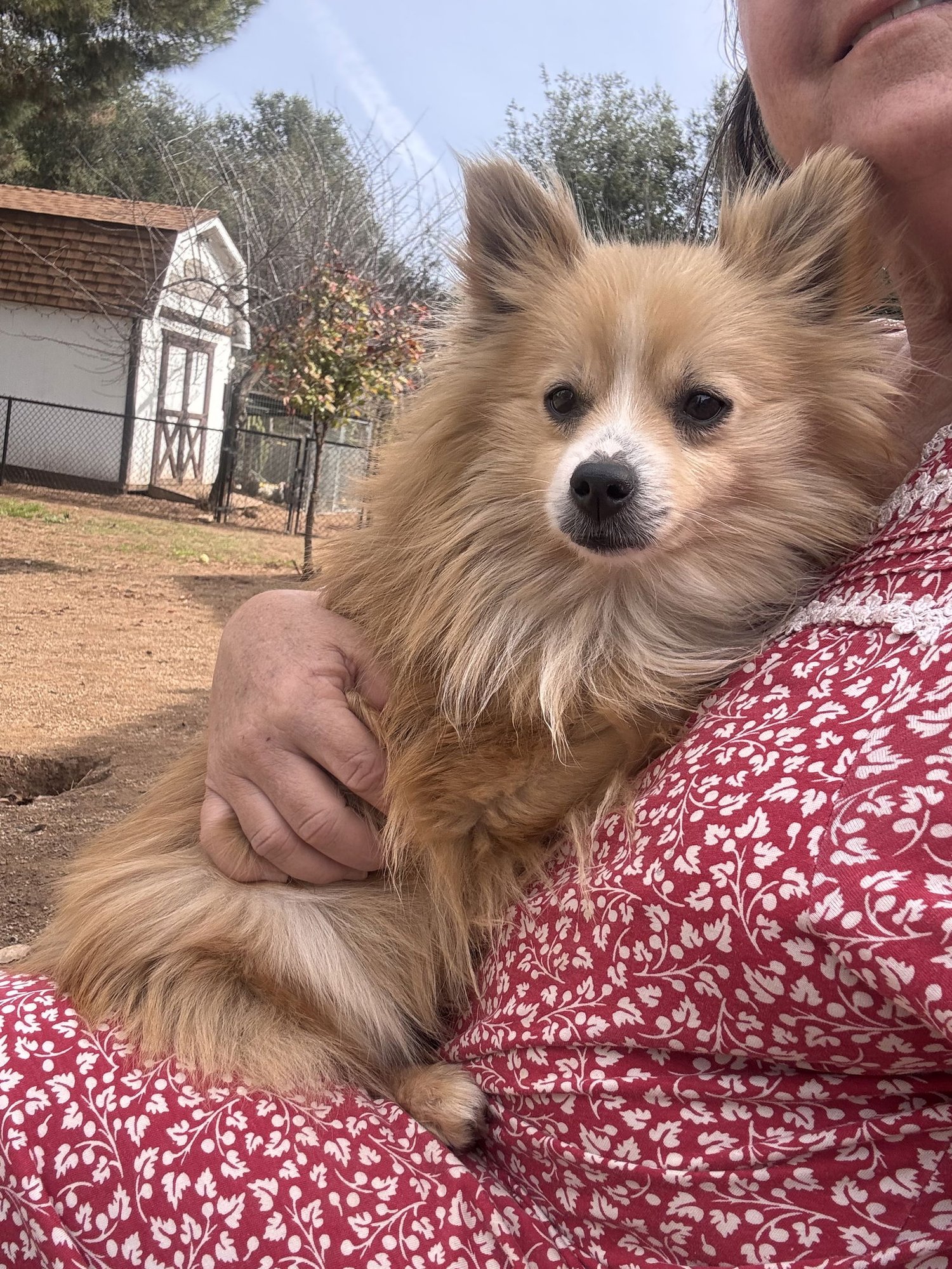 POM CRUISE - Pomeranian available for adoption