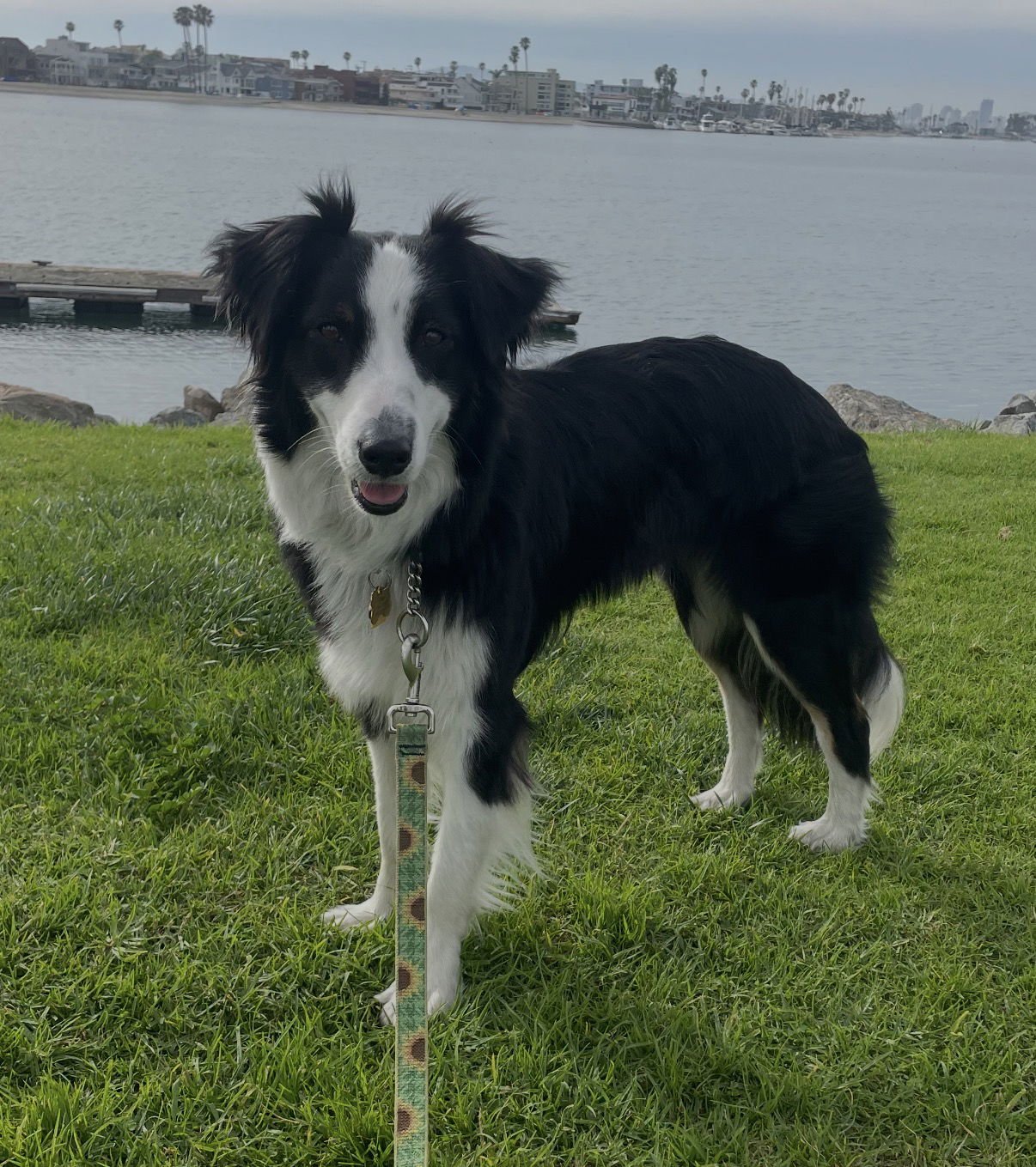 ELLIE - Border Collie / Australian Shepherd available for adoption