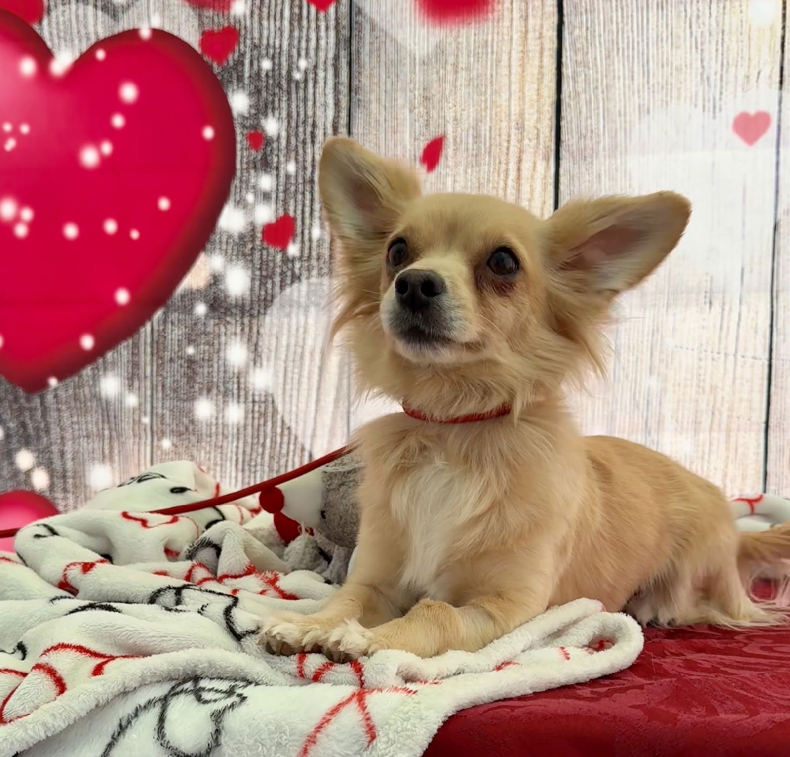 LEXI - Pomeranian / Chihuahua available for adoption