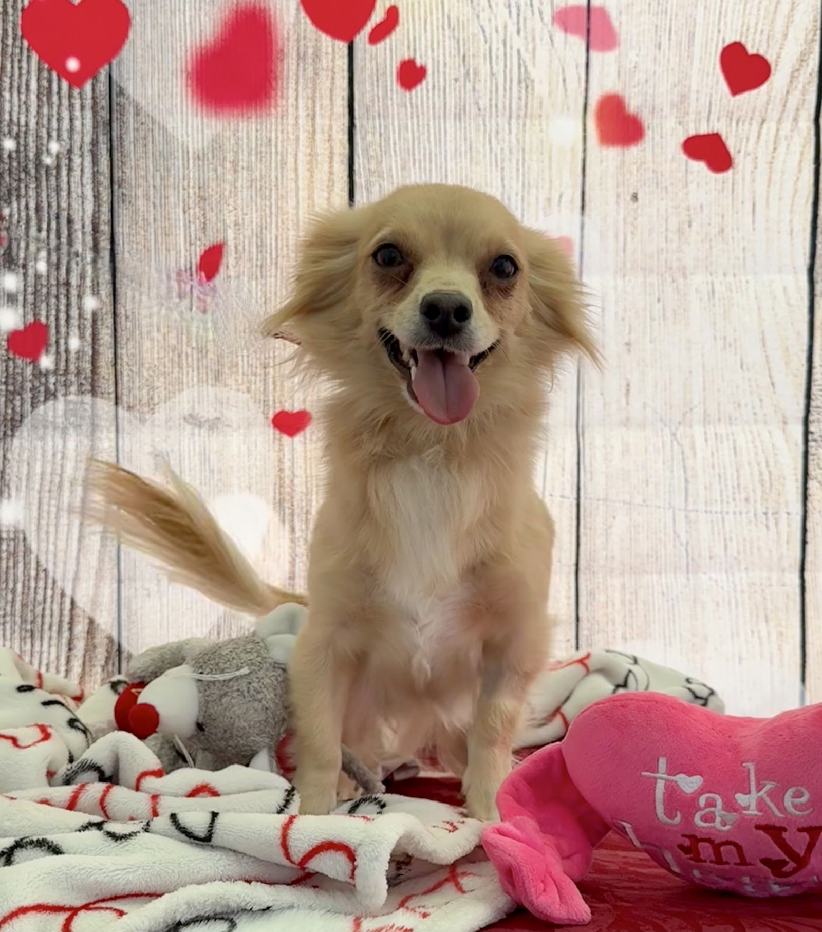 LEXI - Pomeranian / Chihuahua available for adoption