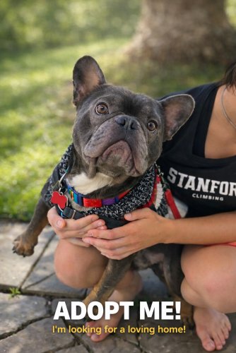 THEODORE ADORABULL - French Bulldog available for adoption