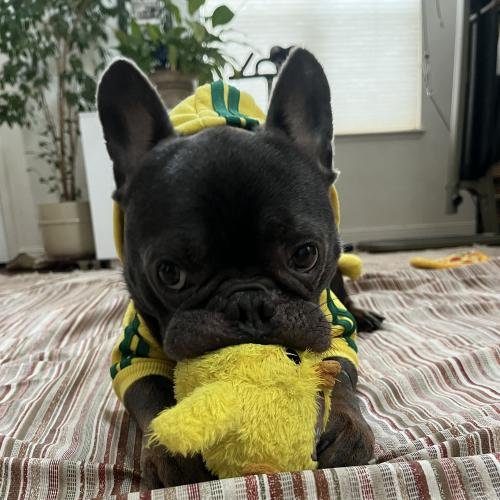 THEODORE ADORABULL - French Bulldog available for adoption