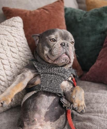 Theodore Adorabull - Photo 3