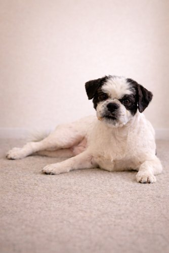 SIR TASHI - Shih Tzu / Lhasa Apso available for adoption
