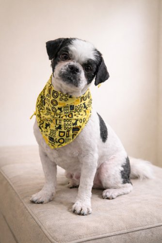 SIR TASHI - Shih Tzu / Lhasa Apso available for adoption