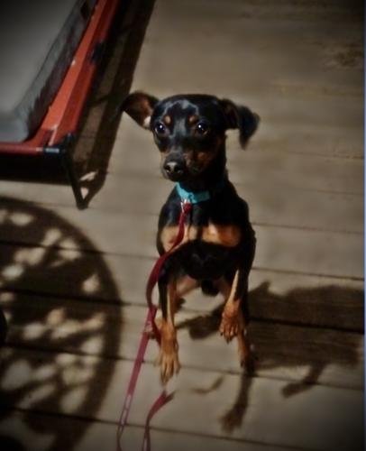 RAM-BEAU - Miniature Pinscher available for adoption