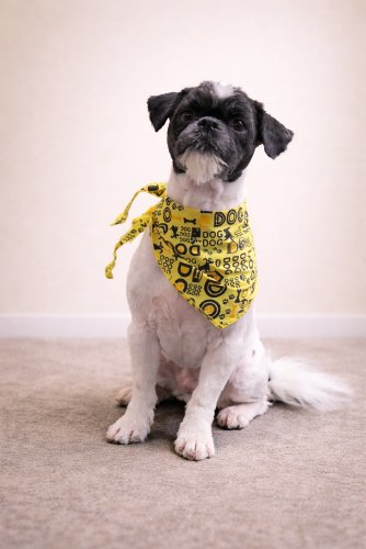 MR TENZI - Shih Tzu / Lhasa Apso available for adoption