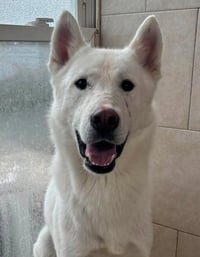 Dax - Photo 1