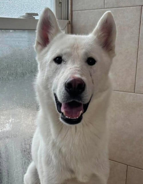 DAX - Siberian Husky available for adoption