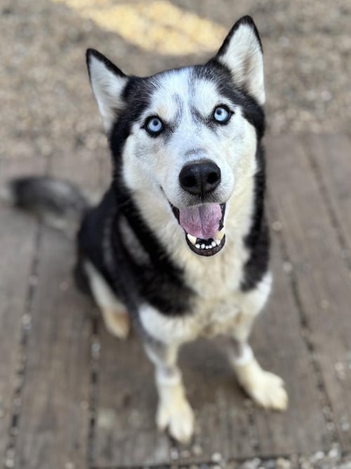 TOODLES - Siberian Husky available for adoption
