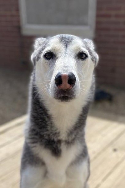 NOVA - Siberian Husky available for adoption