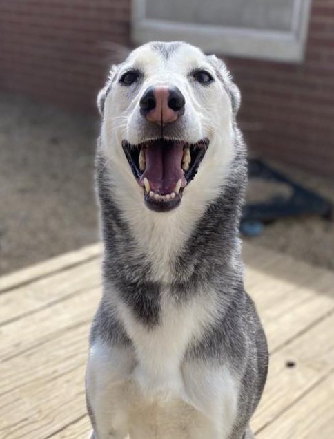 NOVA - Siberian Husky available for adoption