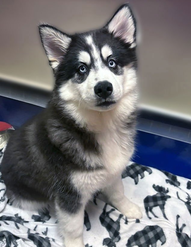 JASMINE - Siberian Husky available for adoption