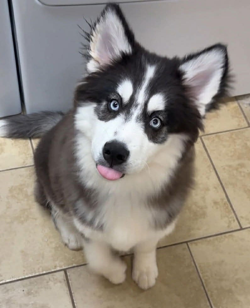 JASMINE - Siberian Husky available for adoption