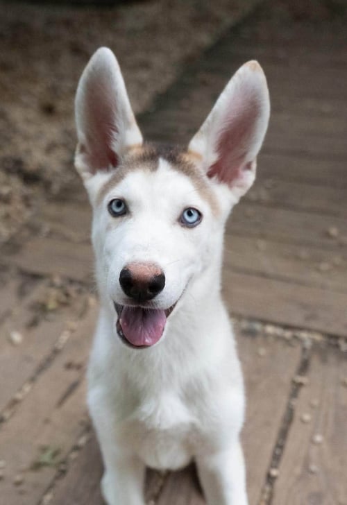 SNAP - Siberian Husky available for adoption