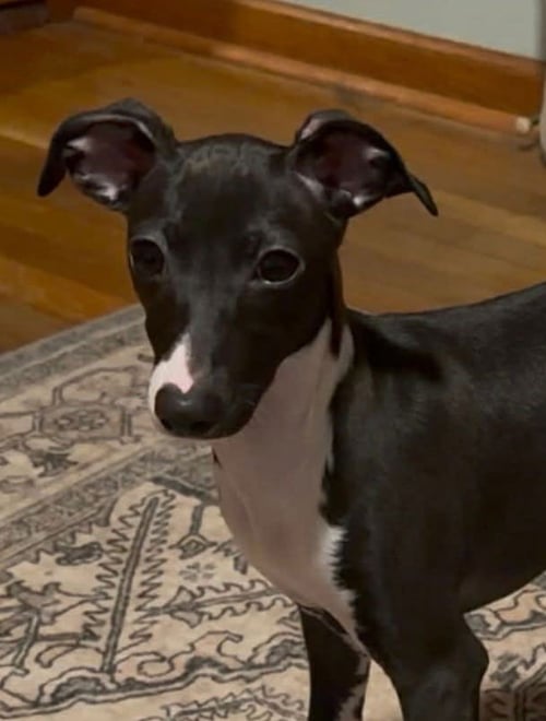 LYDIA - Greyhound available for adoption