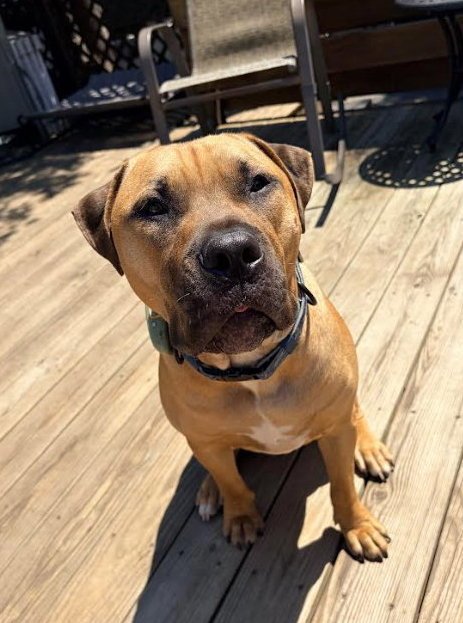 JOHN - American Pit Bull Terrier available for adoption