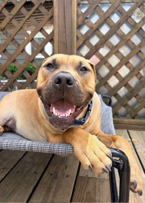 JOHN - American Pit Bull Terrier available for adoption