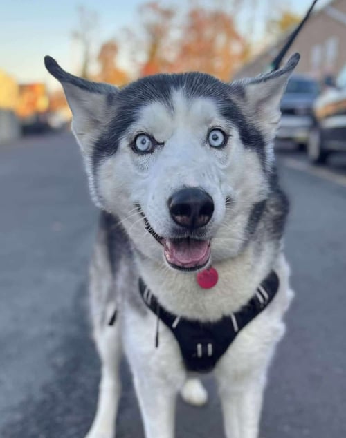 TINY TIM - Siberian Husky available for adoption