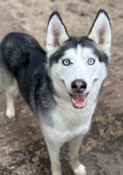TINY TIM - Siberian Husky available for adoption