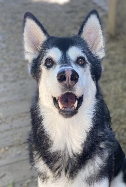 ROXIE - Siberian Husky available for adoption