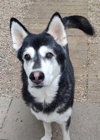 Roxie - Photo 2