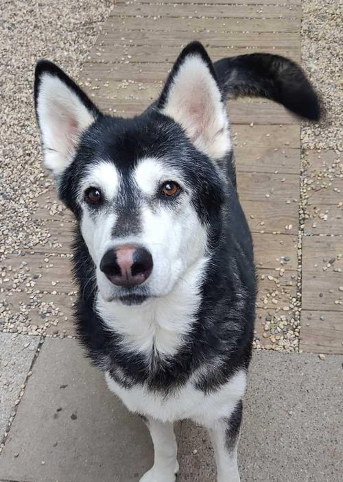 ROXIE - Siberian Husky available for adoption
