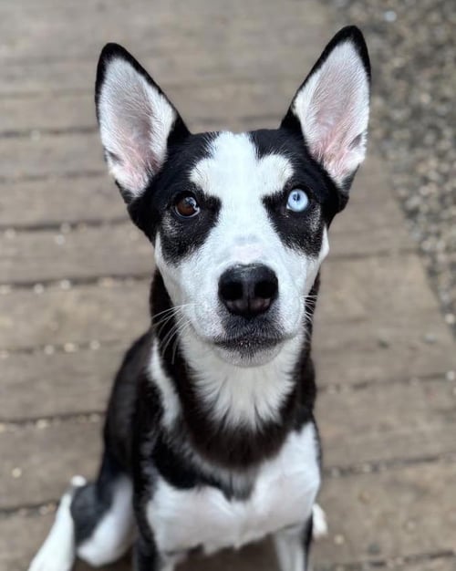 MOMMA FRANNIE - Siberian Husky available for adoption