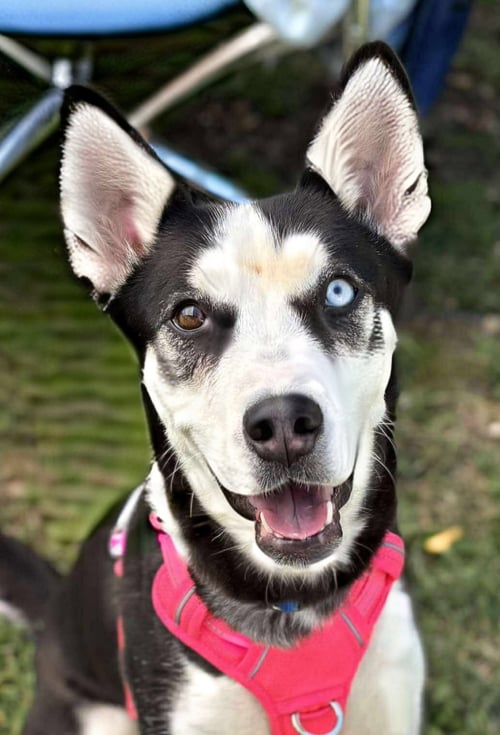 MOMMA FRANNIE - Siberian Husky available for adoption