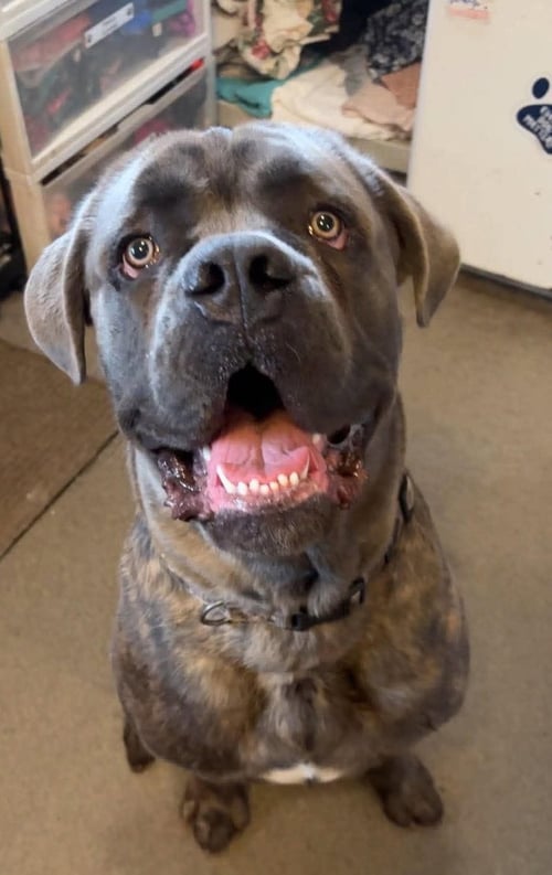 ROCKY - Cane Corso Mastiff available for adoption