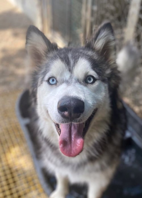 LIZZIE - Siberian Husky available for adoption