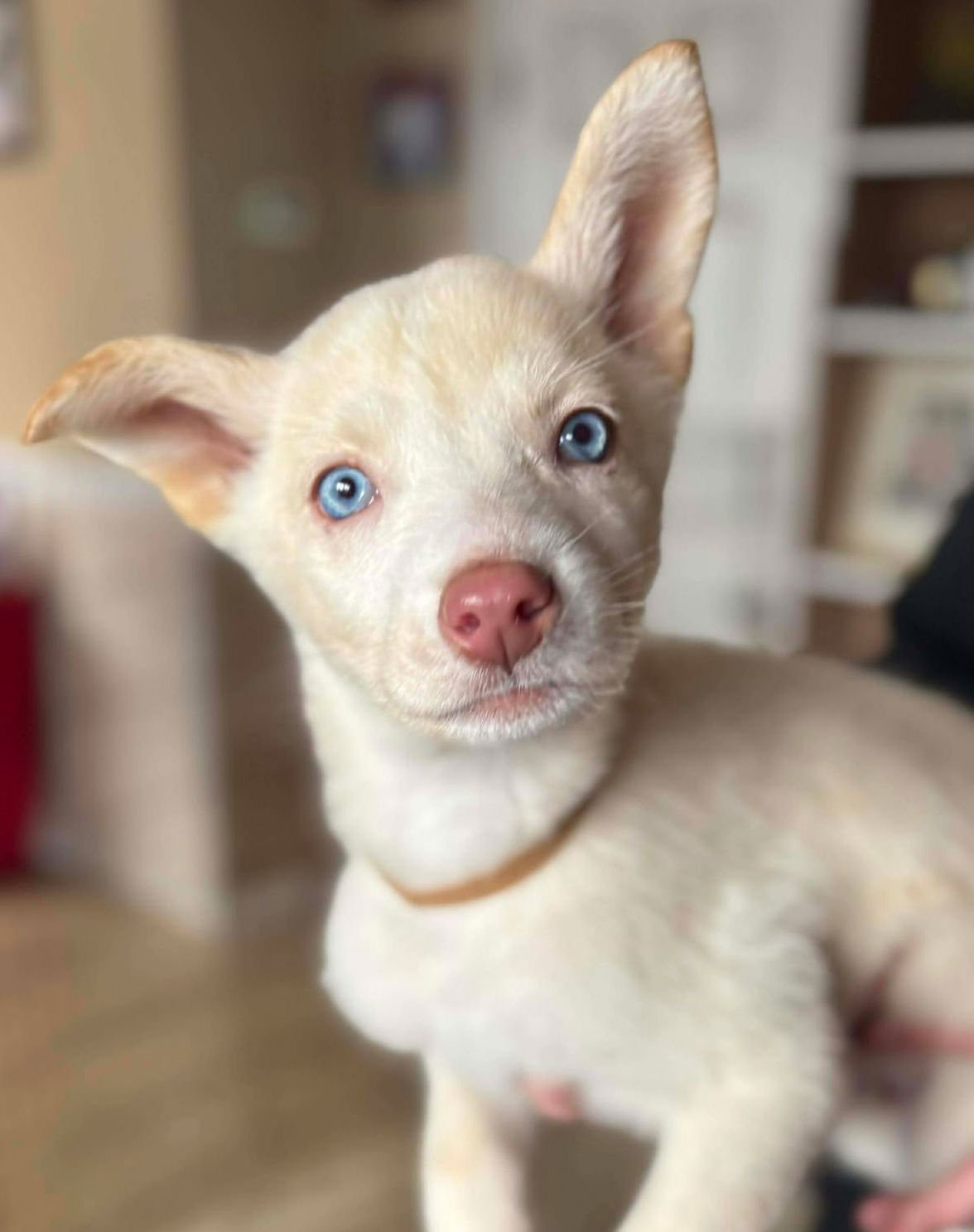 MR. MIYAGI - Siberian Husky available for adoption