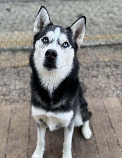 EDDIE - Siberian Husky available for adoption