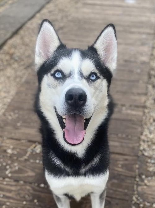 EDDIE - Siberian Husky available for adoption