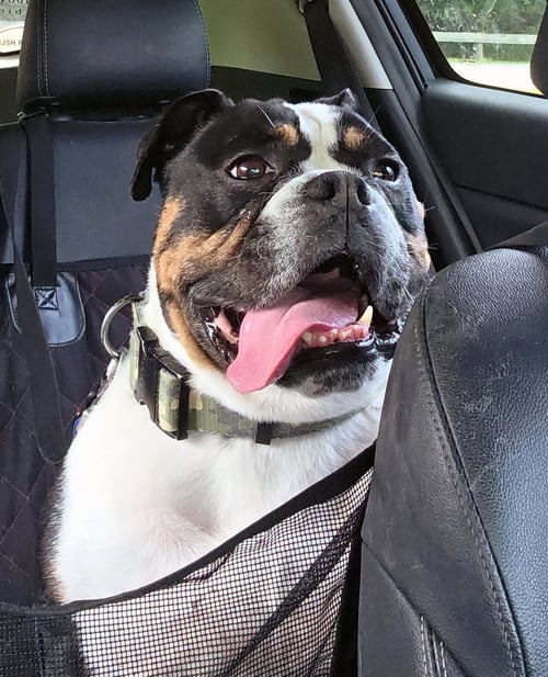 ROCKY - Bulldog available for adoption