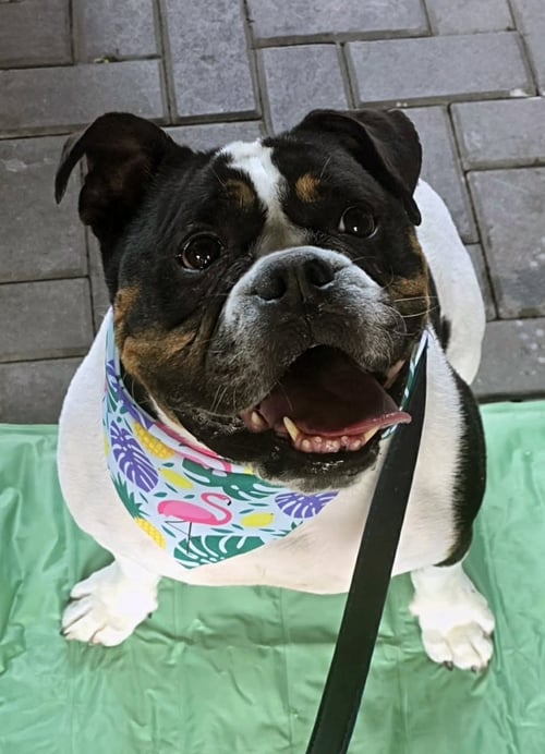 ROCKY - Bulldog available for adoption