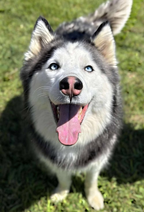 SANSA - Siberian Husky available for adoption