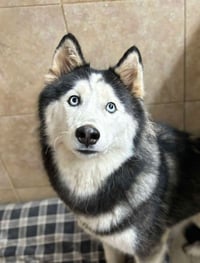 Sansa - Photo 4